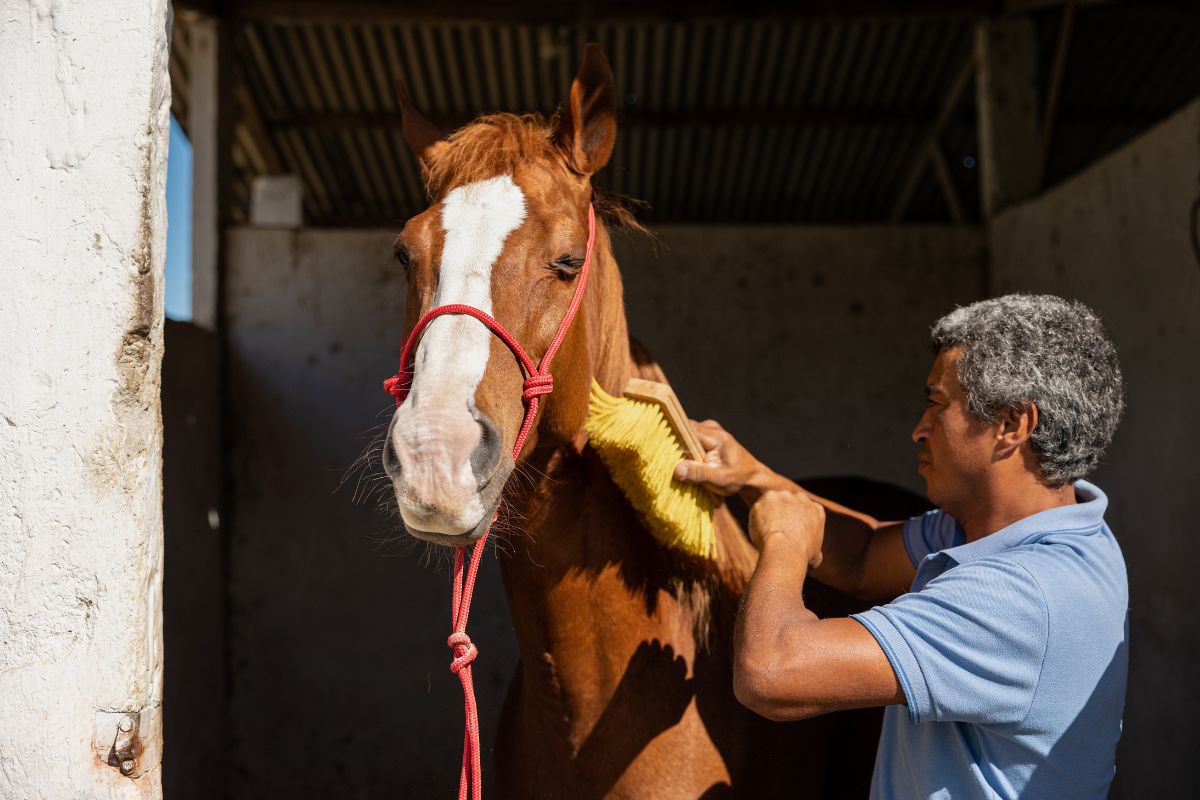 5 Must-Have Horse Care Essentials Every Owner Should Keep in the Barn