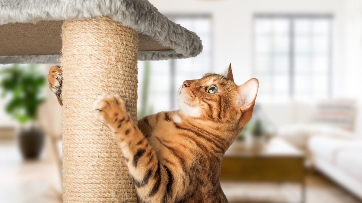 10 Best Cat Trees for Indoor Cats to Keep Them Active, Comfortable, and Entertained
