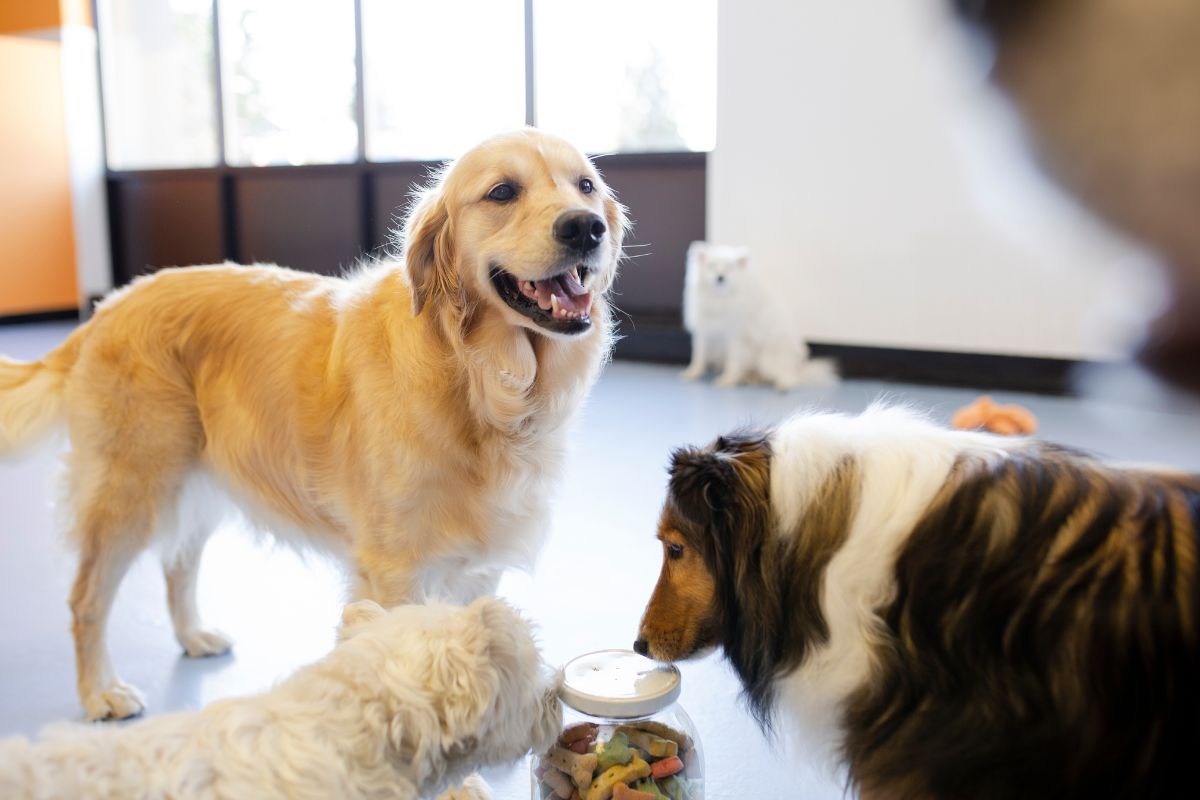 From Flea Pills to Heartworm Preventatives: Top 5 Dog Meds on Chewy in 2025
