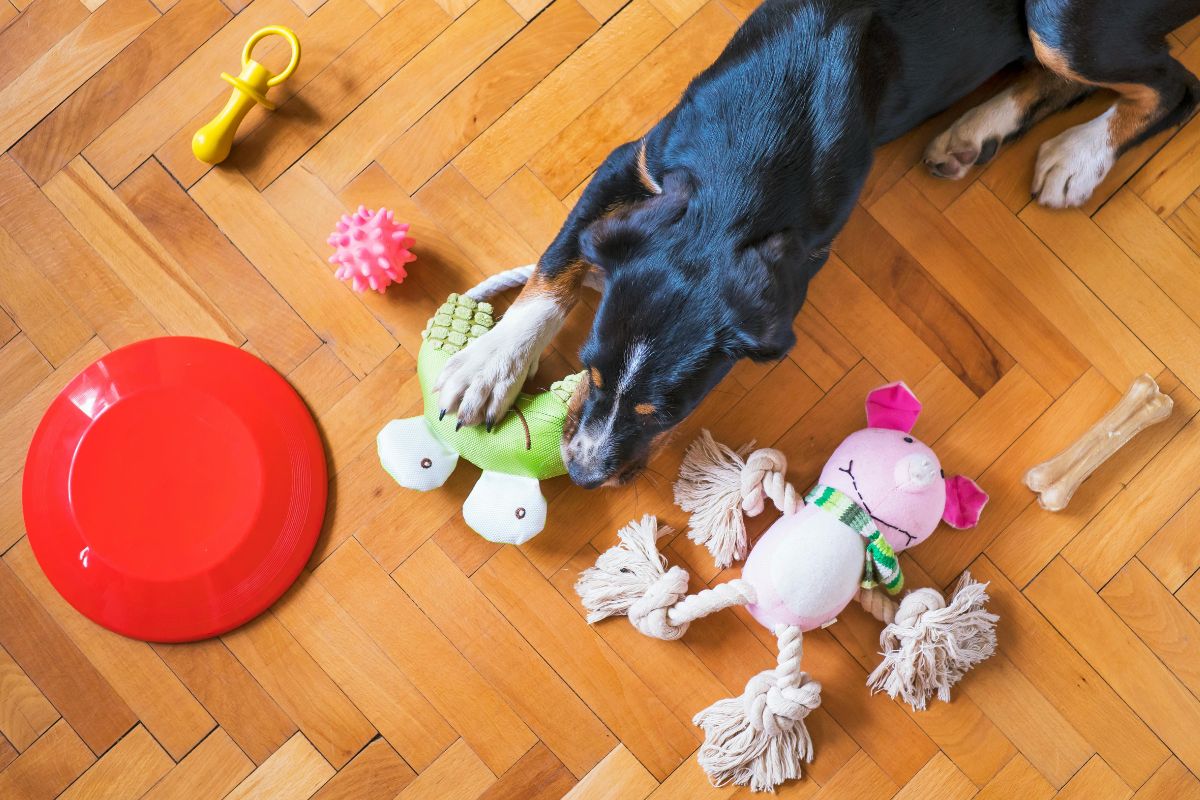 5 Dog Toys on Chewy That'll Keep Tails Wagging All Day Long in 2025