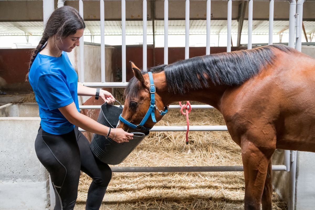 5 Must-Have Horse Care Essentials Every Owner Should Keep in the Barn: 2025 Guide