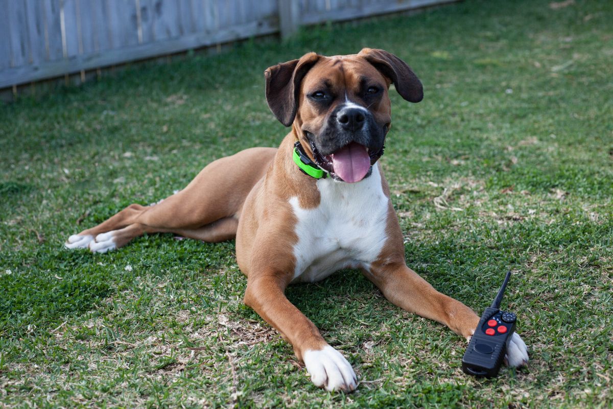 Patpet Training Collars Reviewed: Now 20% Off at Chewy!