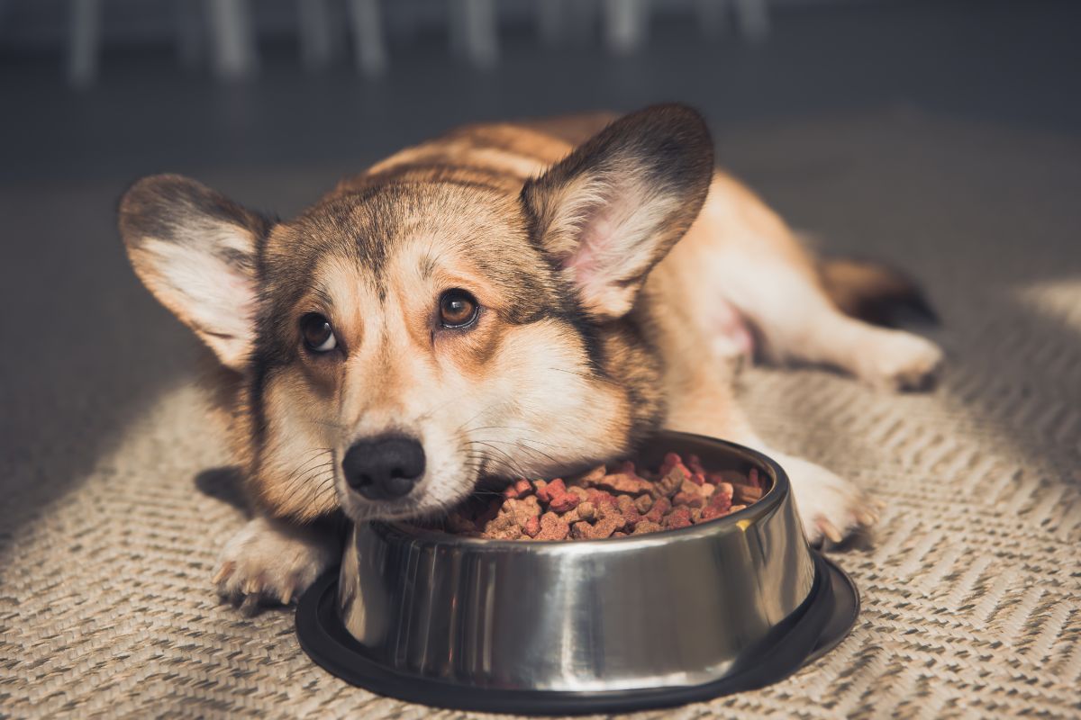 Inside Milk-Bone Soft & Chewy Beef & Filet Mignon Treats: What Every Dog Owner Should Know