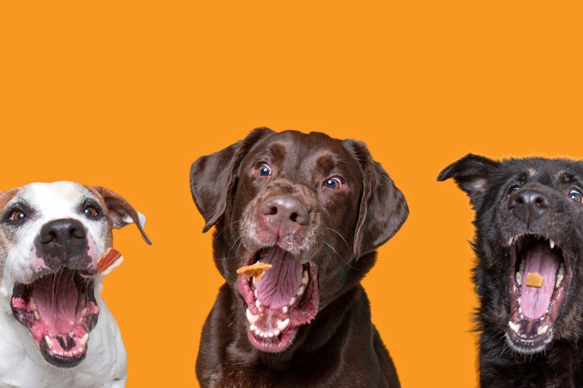 Grain-Free, Raw, or Chewy? 5 Best Dog Treats by Diet on Chewy.com for 2025