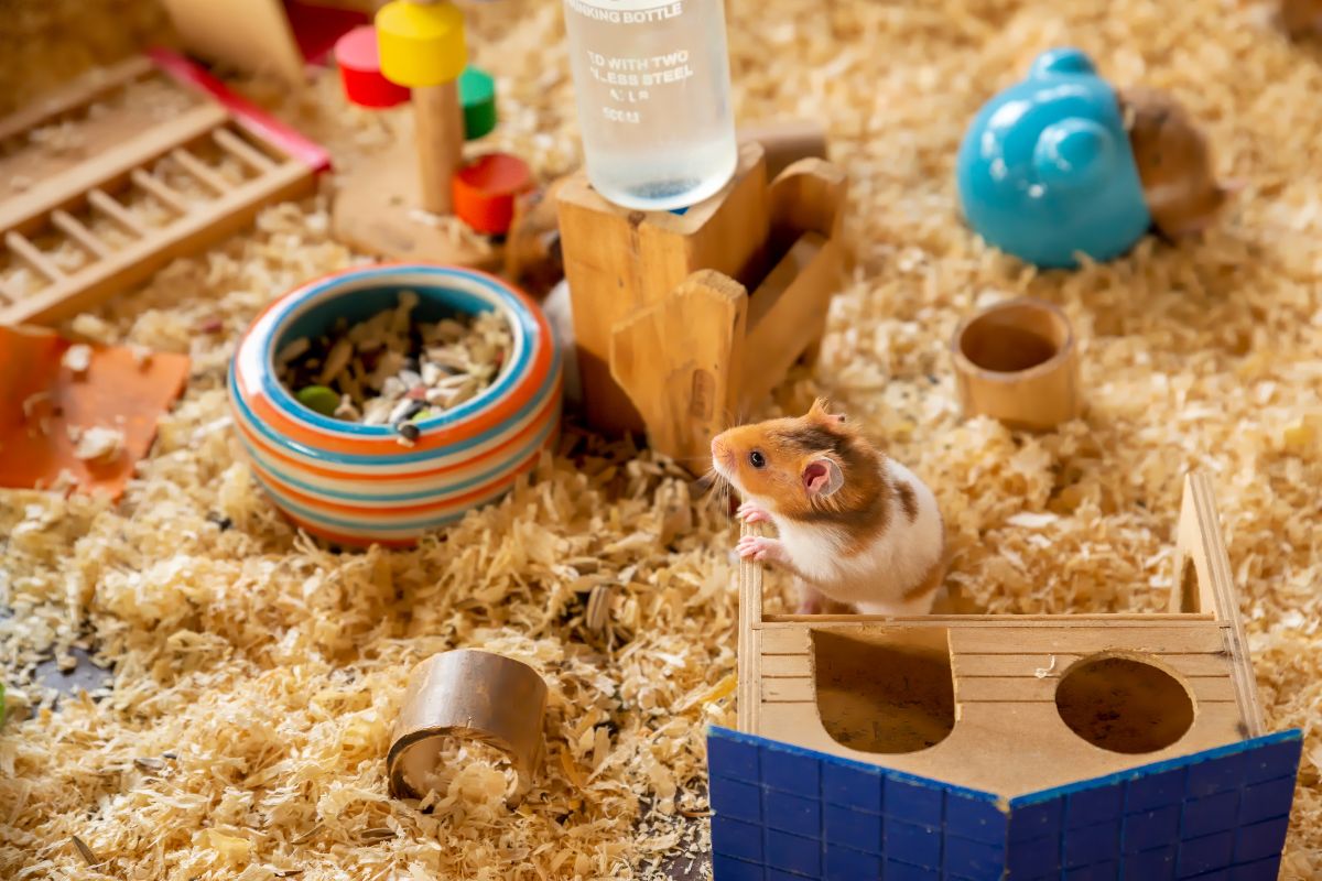 Is Your Small Pet Bored? These 5 Chewy Toys Will Fix That Fast!