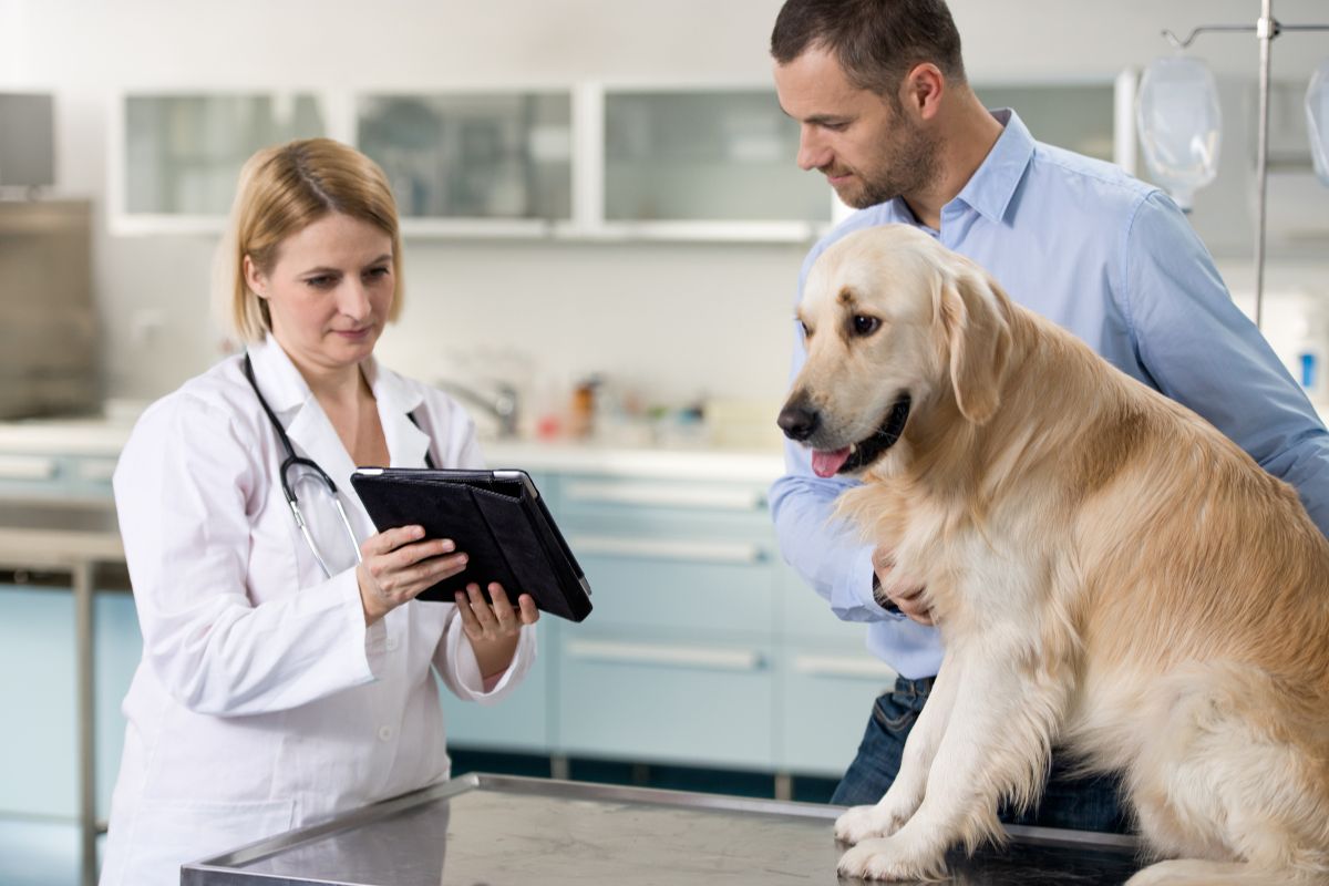 How to Use Chewy Vet Care for Your First Virtual Pet Consultation
