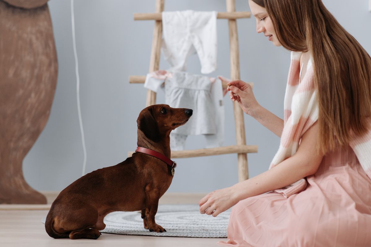 From Flea Pills to Heartworm Preventatives: Top 5 Dog Meds on Chewy in 2025