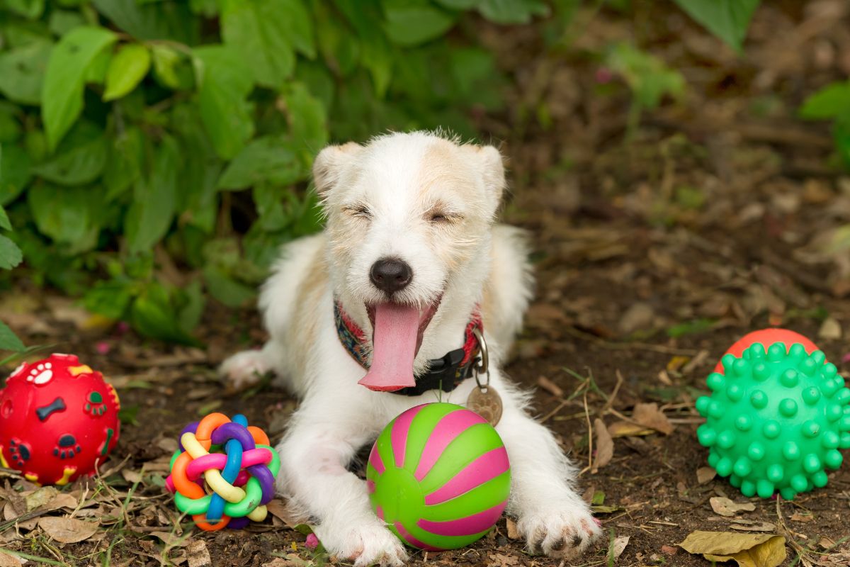 5 Dog Toys on Chewy That'll Keep Tails Wagging All Day Long in 2025