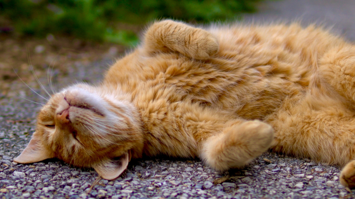 Why Does My Cat Do That? 12 Common Cat Behaviors Explained