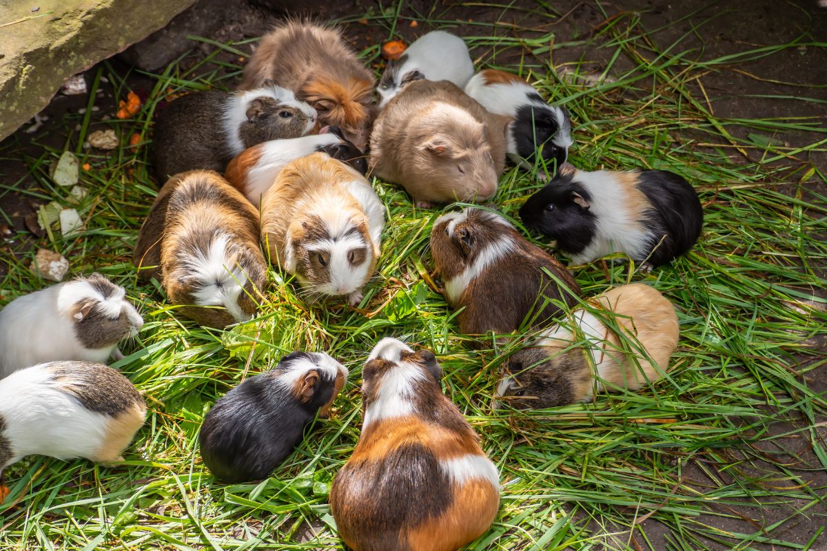 Is Your Small Pet Bored? These 5 Chewy Toys Will Fix That Fast!