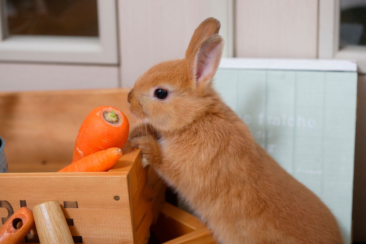 Is Your Small Pet Bored? These 5 Chewy Toys Will Fix That Fast!