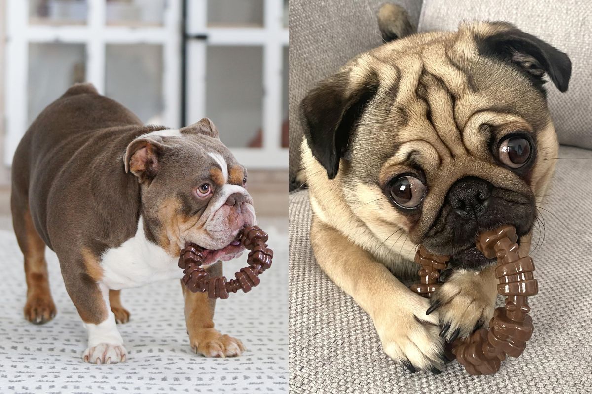 Nylabone Power Chew Ring: The Top-Rated Toy for Aggressive Chewers