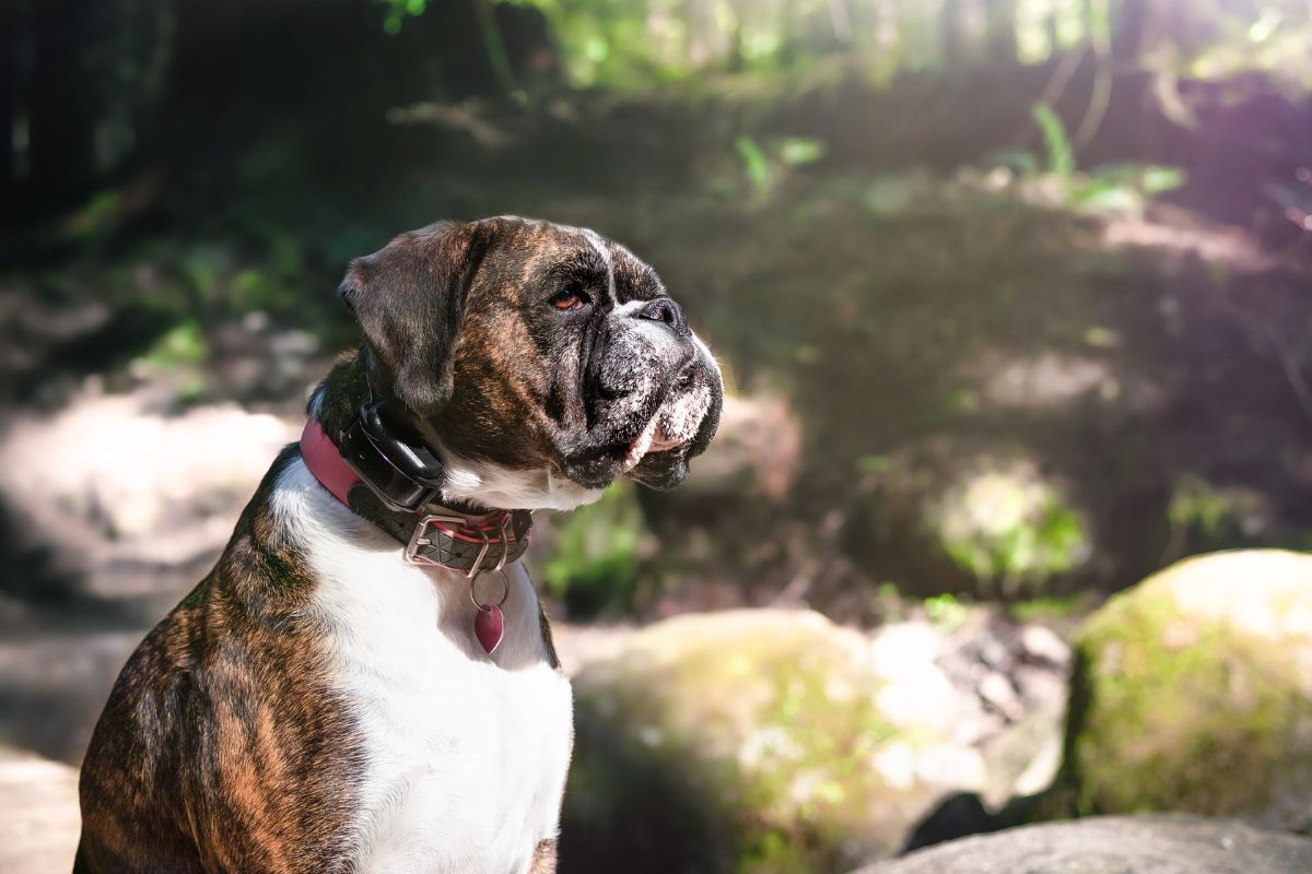 Halo Collar Sale Alert: Save Big on Top-Rated Dog GPS Collars at Chewy