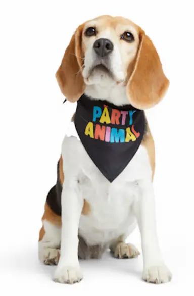 More and Merrier Party Animal Dog Bandana