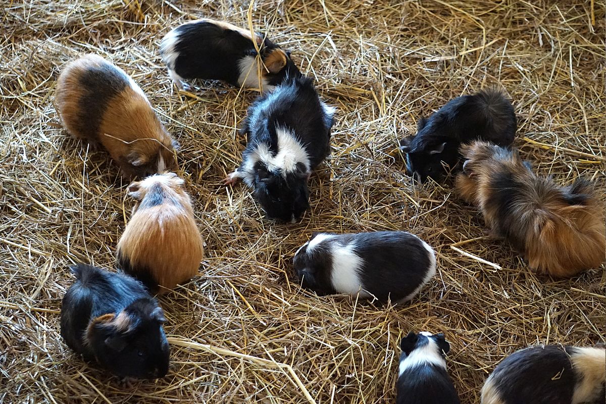 The Best Natural Enrichment Toy for Small Pets: Rosewood’s ‘I Love Hay’ Cube
