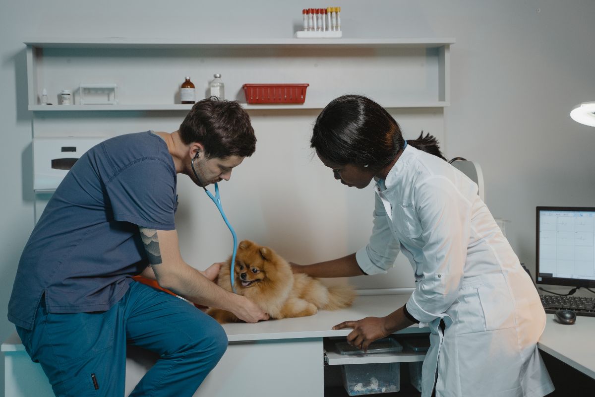 Never Panic Over a Sick Pet Again: The Magic of Chewy's Connect with a Vet