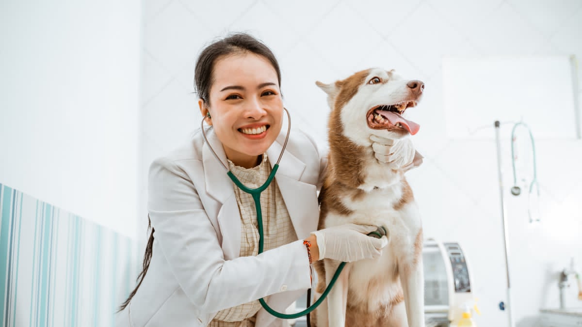 How Chewy Pharmacy Delivers Prescription Diets and Medications Directly to Your Door 