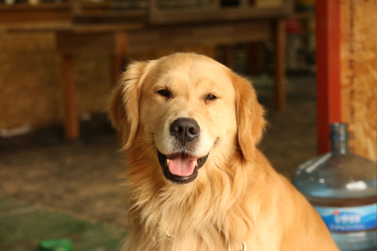 Protect Your Dog from Heartworms: Why Pet Owners Trust Heartgard Plus
