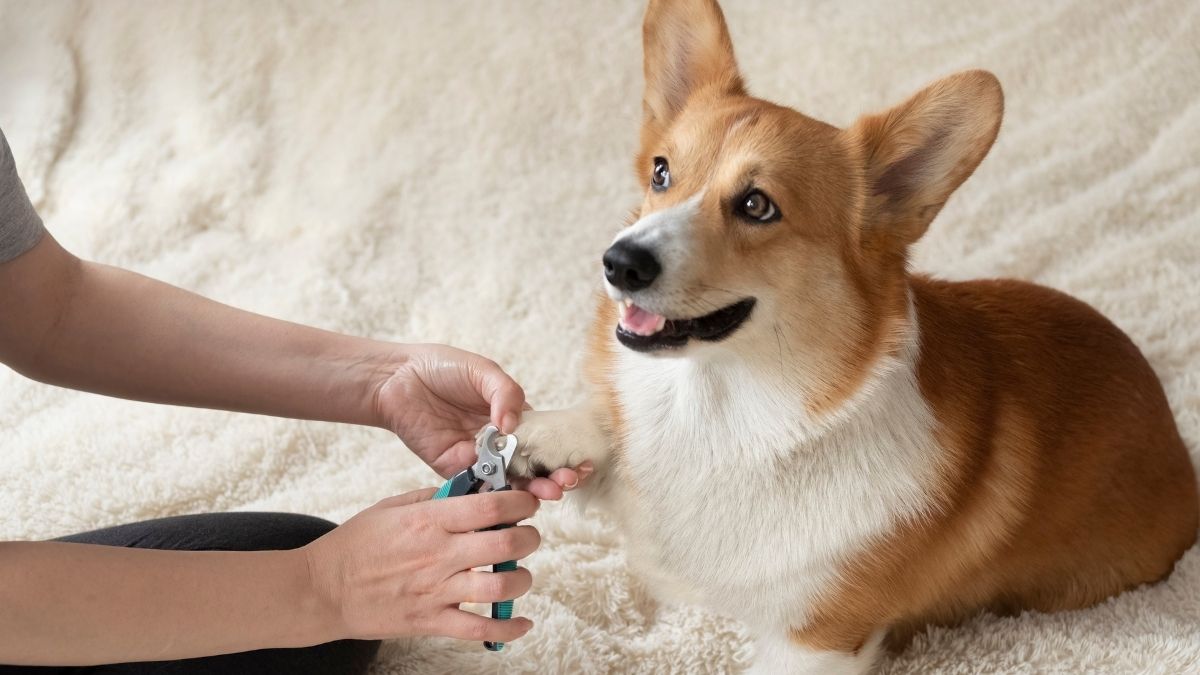 Trimming Dog Nails: A Step-by-Step Guide to Safe and Stress-Free Grooming