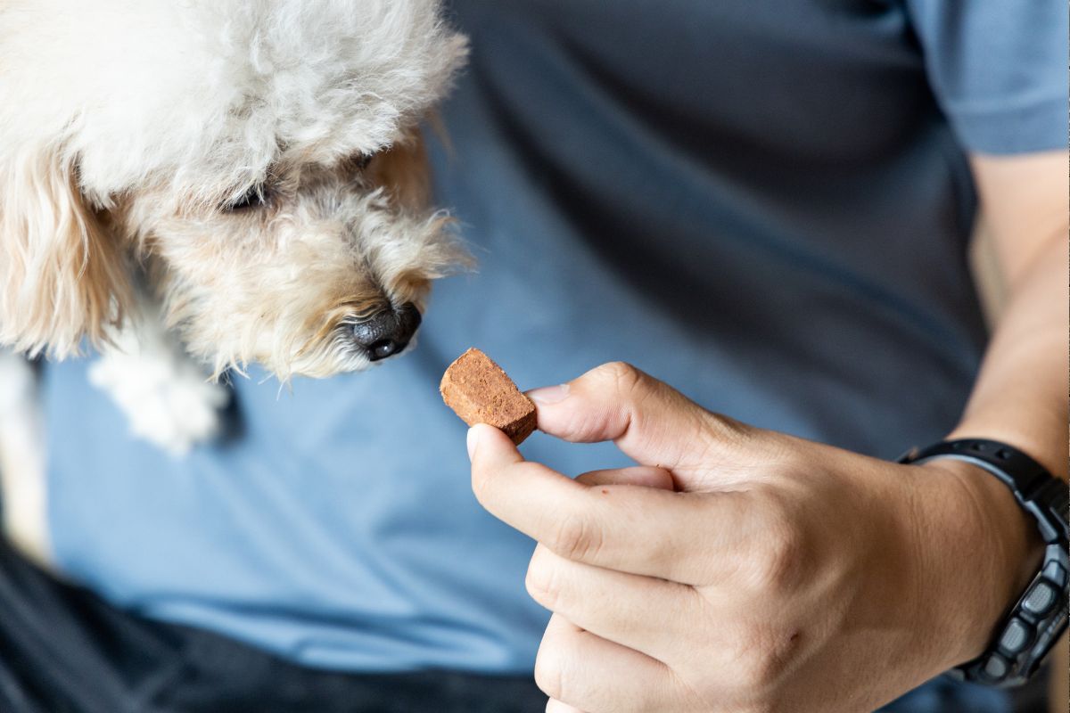 Simparica Trio: The Ultimate 3-in-1 Protection for Your Dog