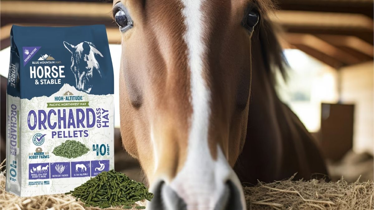 Blue Mountain Hay Orchard Grass Pellets: A Cleaner, Smarter Forage Option for Your Horse
