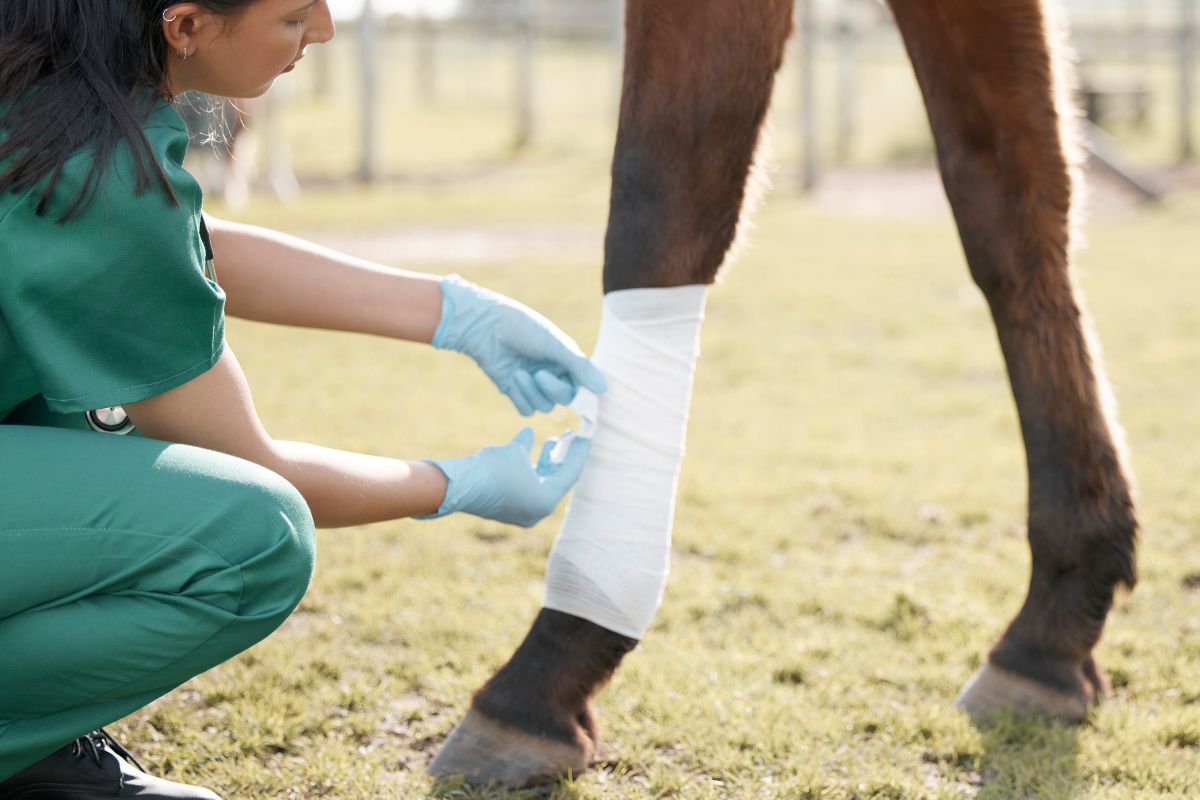 5 Must-Have Horse Care Essentials Every Owner Should Keep in the Barn: 2025 Guide