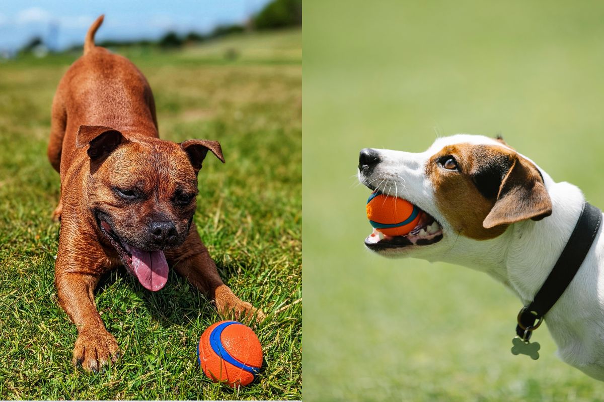 Why the Chuckit! Ultra Ball Is the Only Fetch Toy Your Dog Will Ever Need
