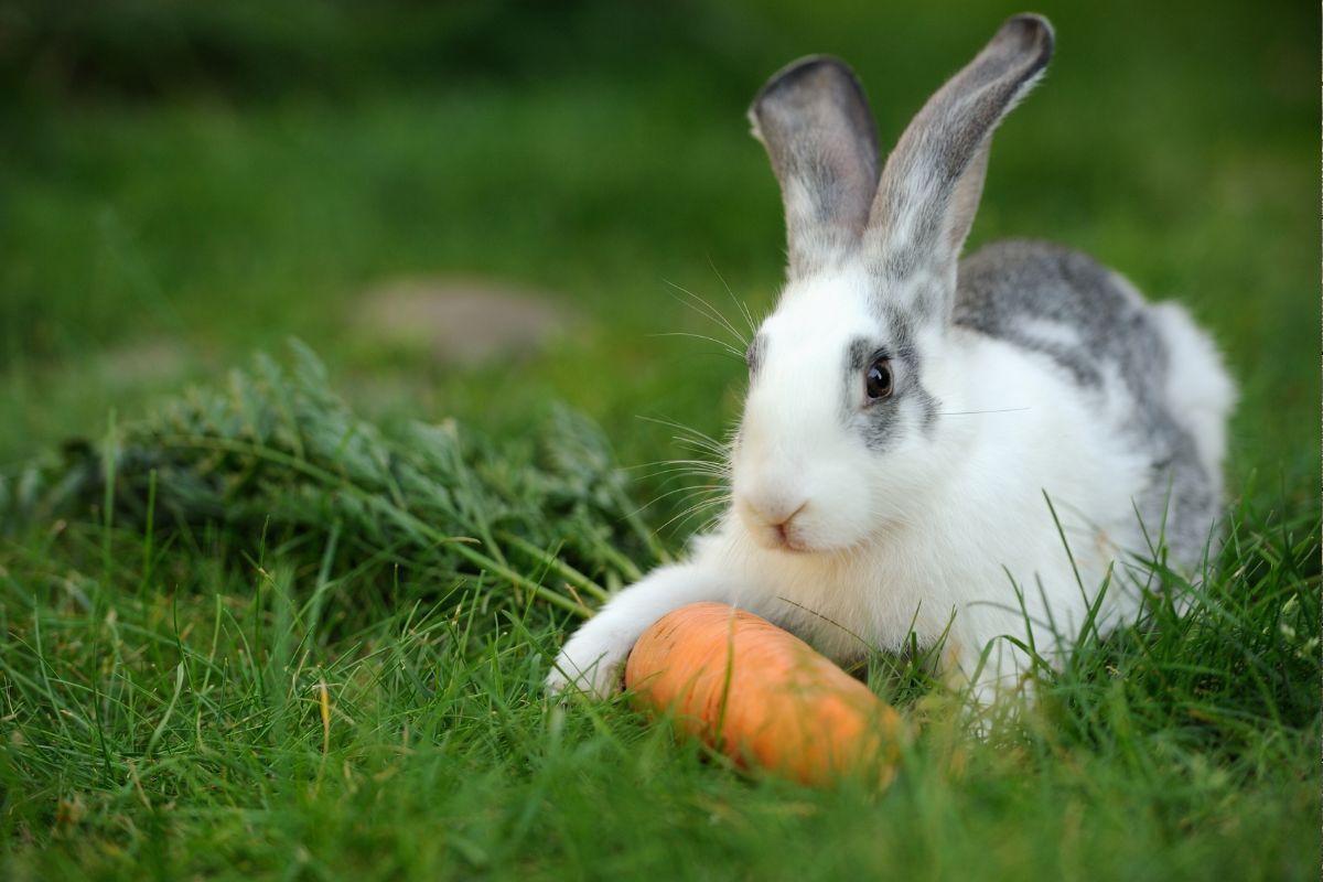 Rosewood Woodies Play Carrots: The Chew Toy That Keeps Small Pets Happy and Healthy
