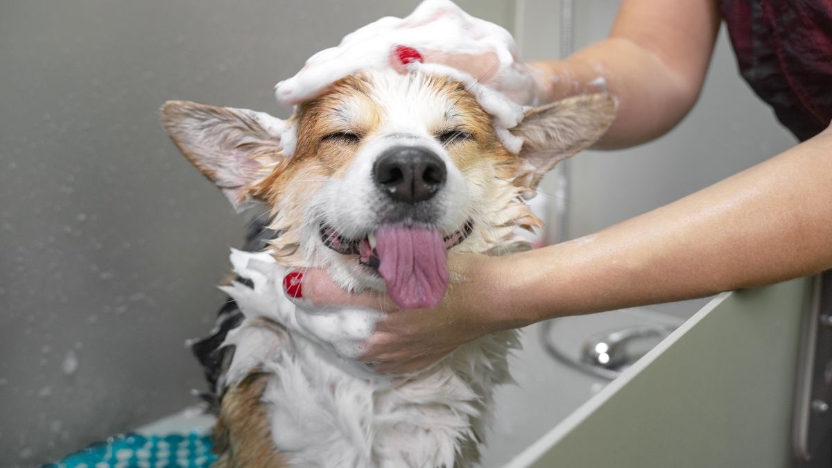 Dog Bath Tips: How to Make Bath Time Easier for Dogs That Don't Like Water