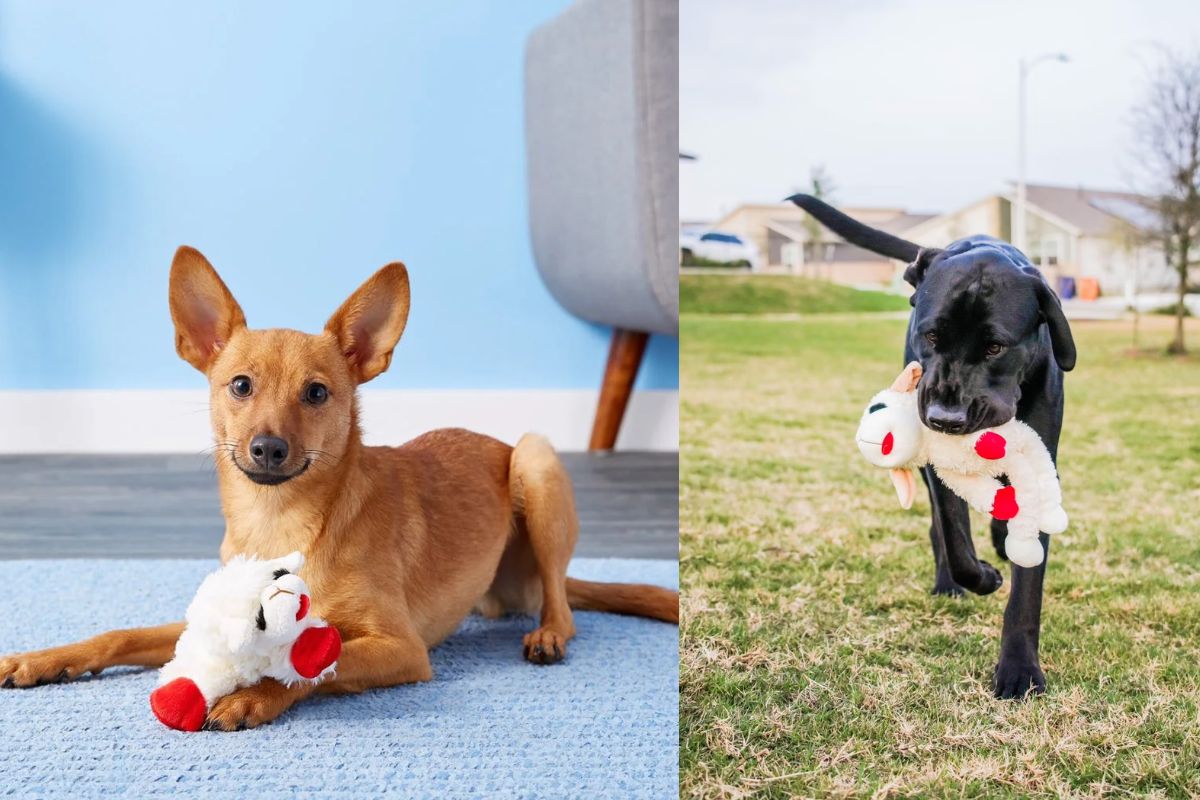 Multipet Lamb Chop Dog Toy: Sizes, Variants, and Chewy Reviews