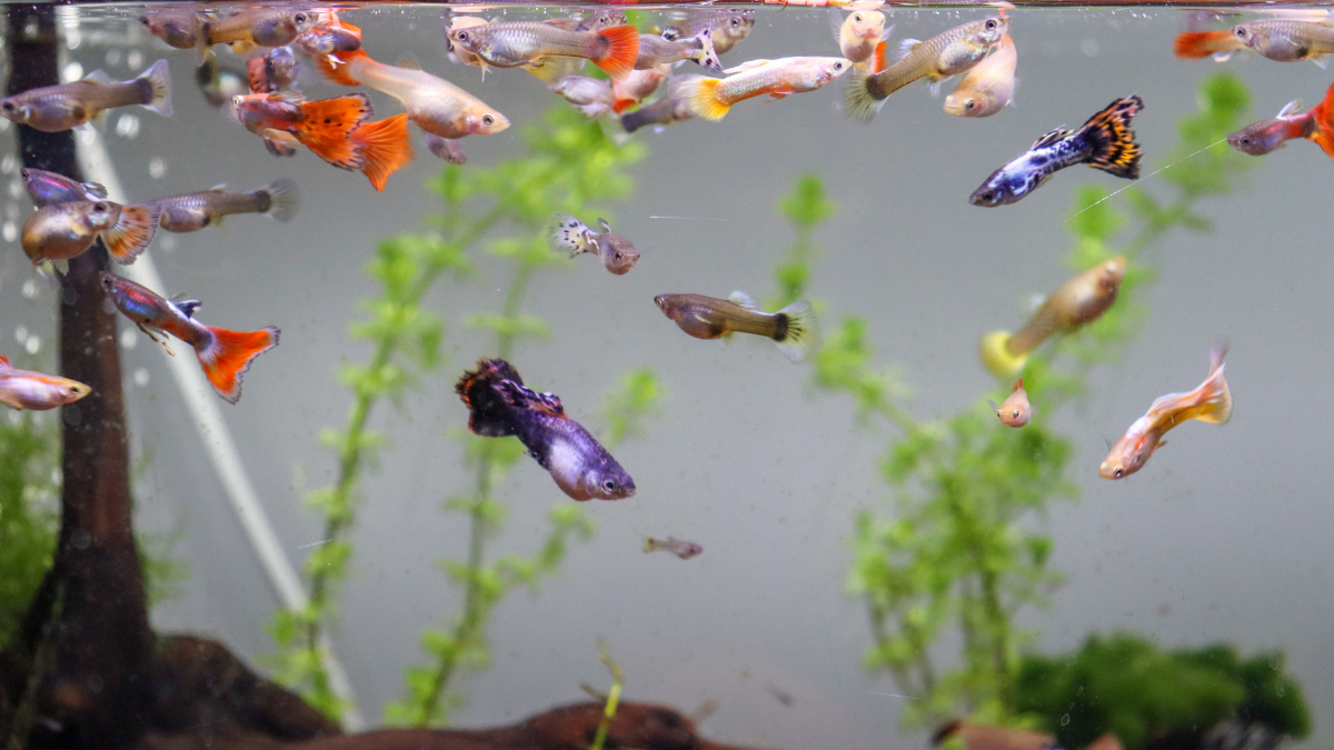 How Fish Sleep, Communicate, and Explore Their Underwater World