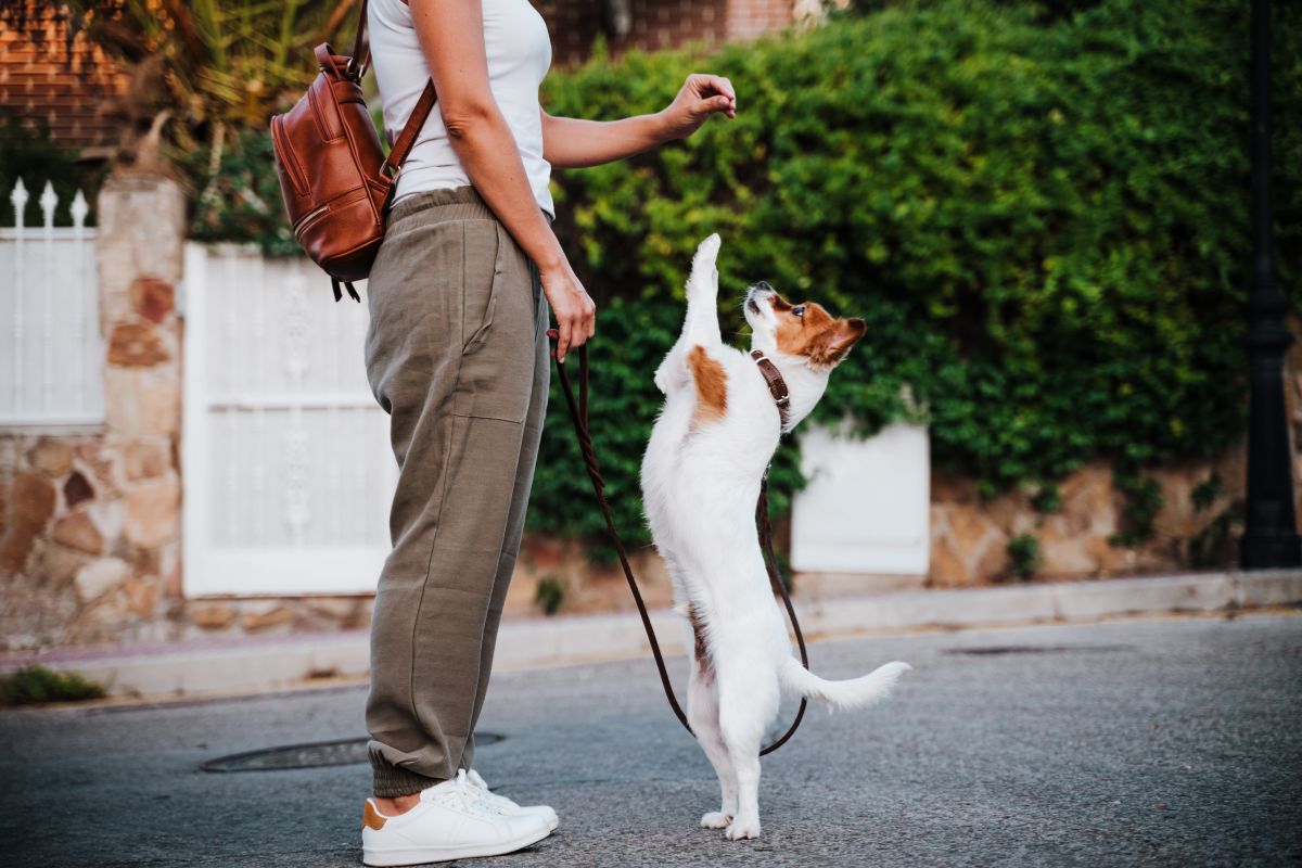 Why Pet Parents Are Raving About Blue Buffalo on Chewy