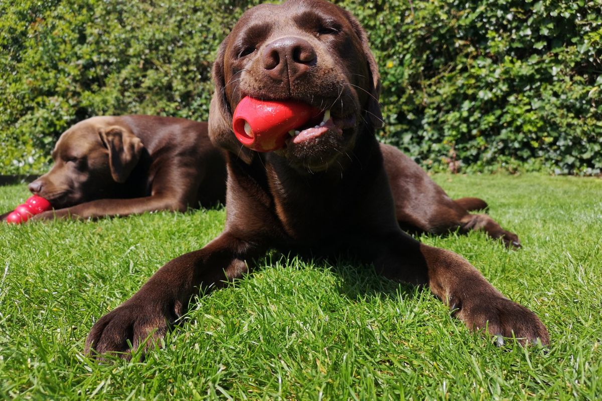 KONG Classic Dog Toy: Why This Chewy Favorite Belongs in Every Dog’s Toy Box