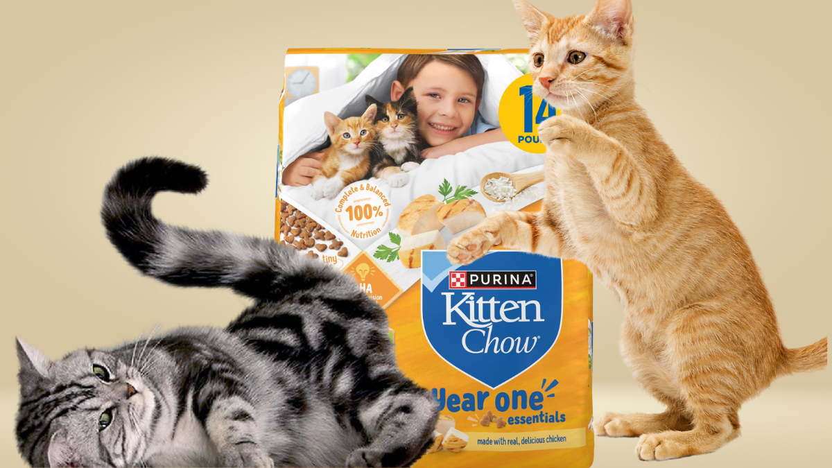Purina Kitten Chow Year One Essentials Review: Is It a Good Choice for Growing Kittens?