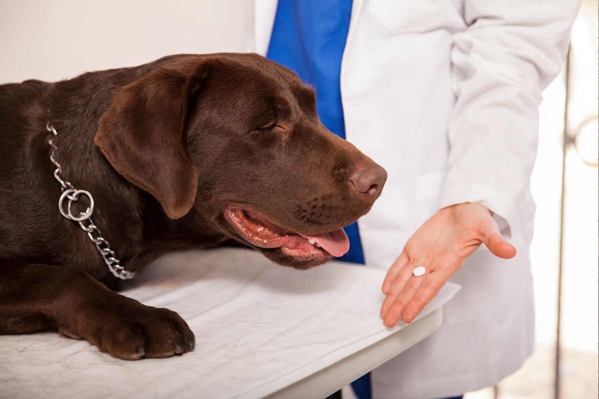 Bravecto Chews for Dogs: Buying Guide, Dosage & Effectiveness