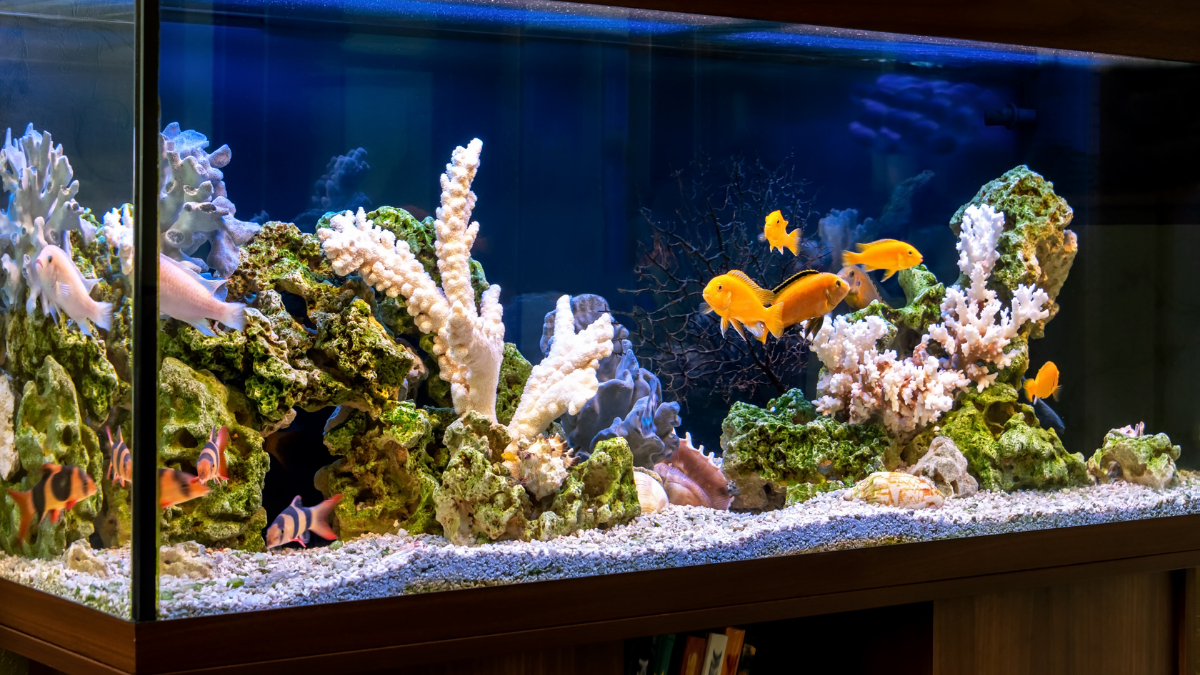 Freshwater vs. Saltwater Aquariums: Which Is Better for Beginners?