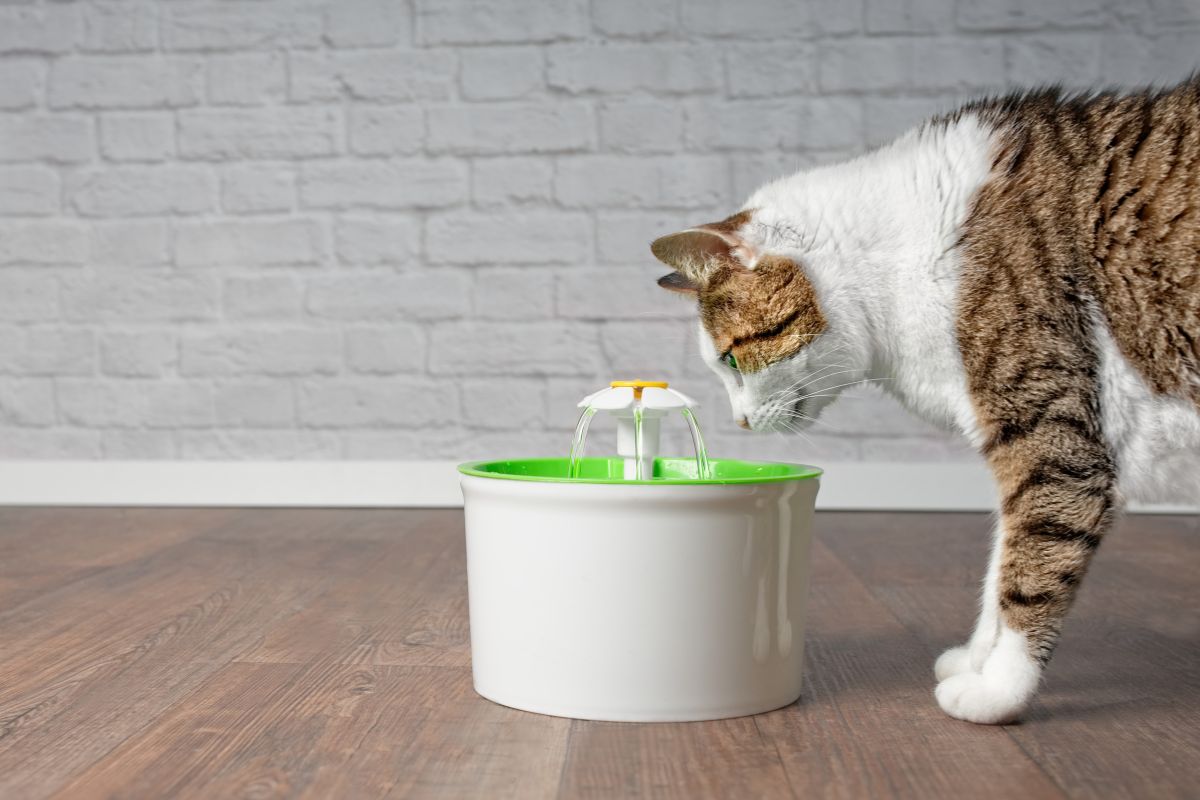 PETKIT EverSweet 3 Pro Review: The Ultimate Smart Water Fountain for Cats and Small Dogs
