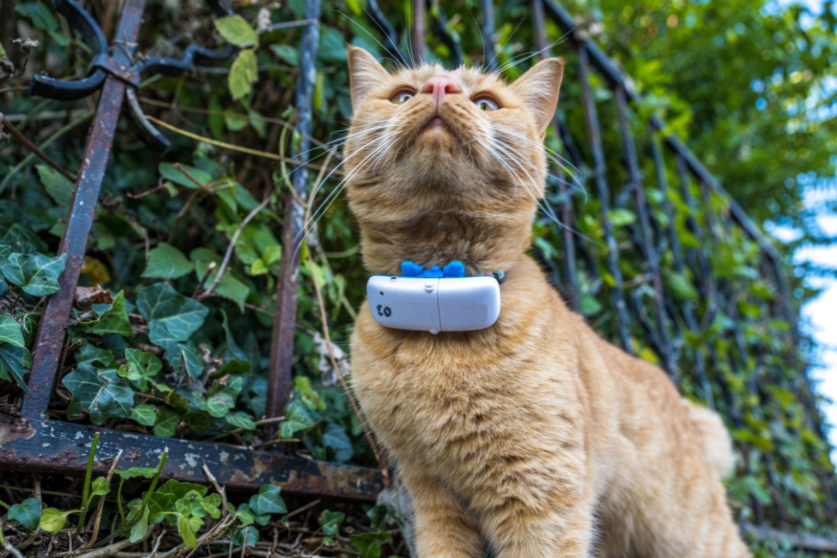 Sniff Out Savings: Chewy Slashes Prices on Select Tractive Devices