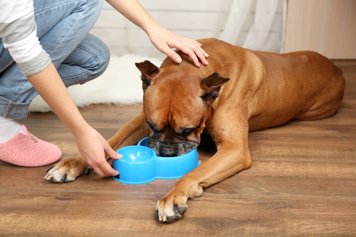 Paws Off! Cesar Dog Food Is on Sale at Chewy Right Now