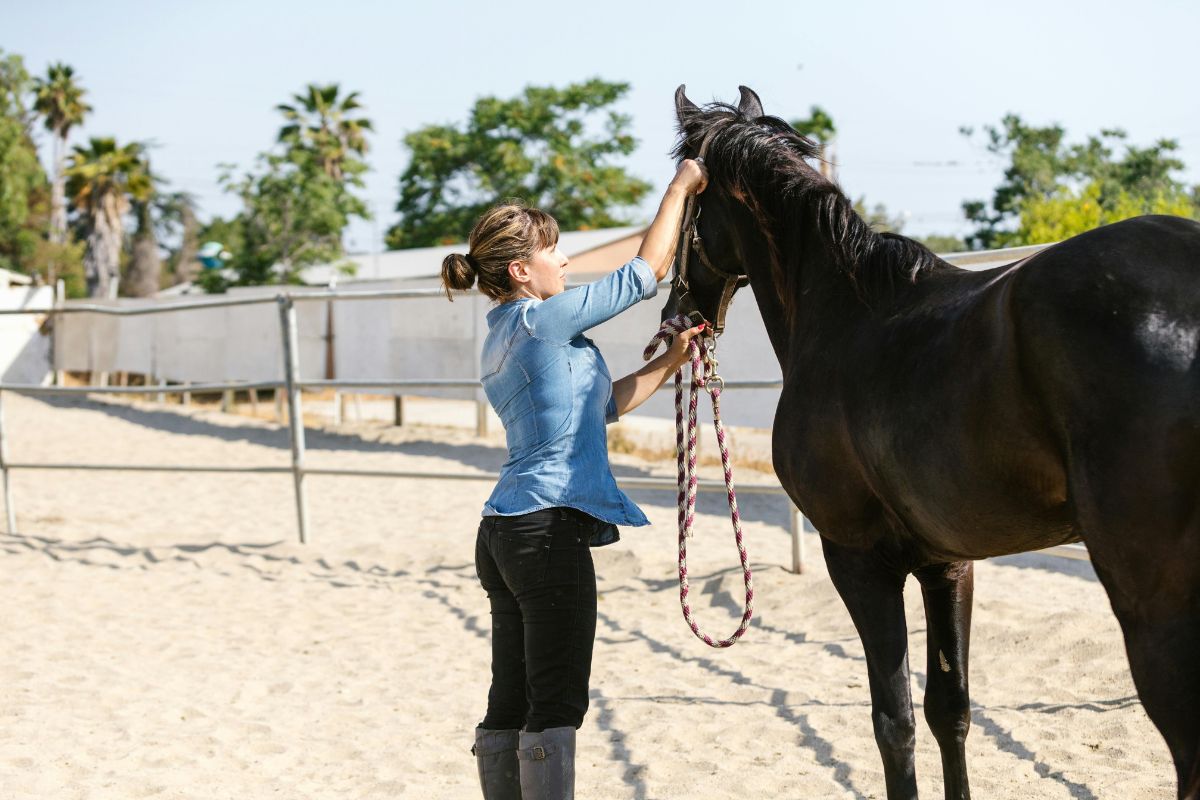 5 Must-Have Horse Care Essentials Every Owner Should Keep in the Barn: 2025 Guide