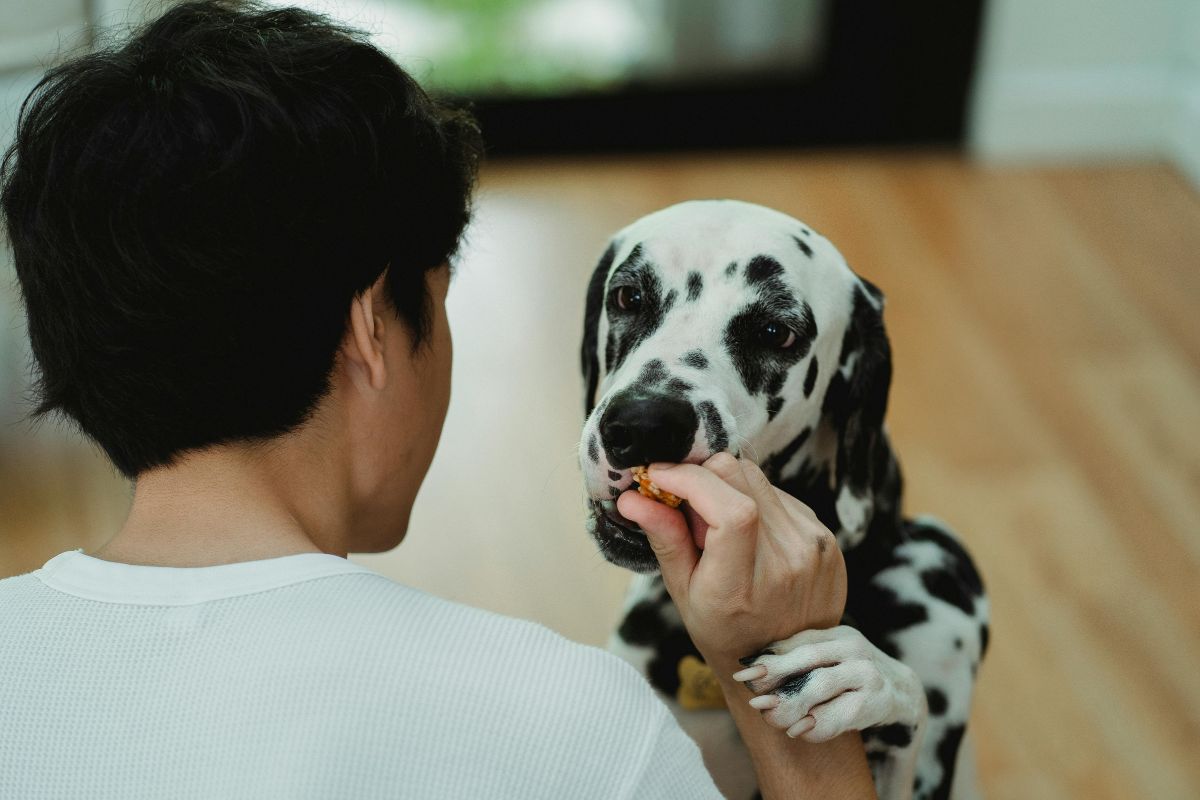 PureBites Beef Liver Treats: A Top-Rated Favorite for Healthy, Happy Dogs
