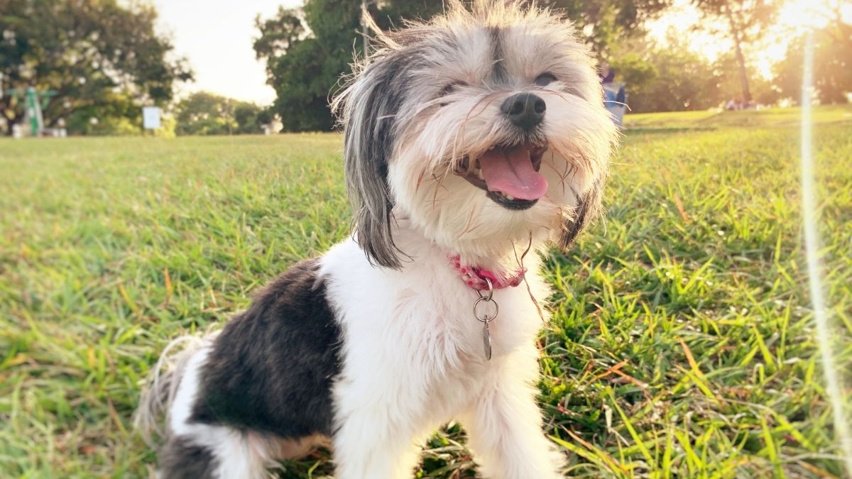 Best Dry Dog Food for Sensitive Stomachs: How to Choose the Right Formula
