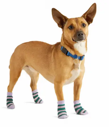 YOULY Pink Sock Dog Pack