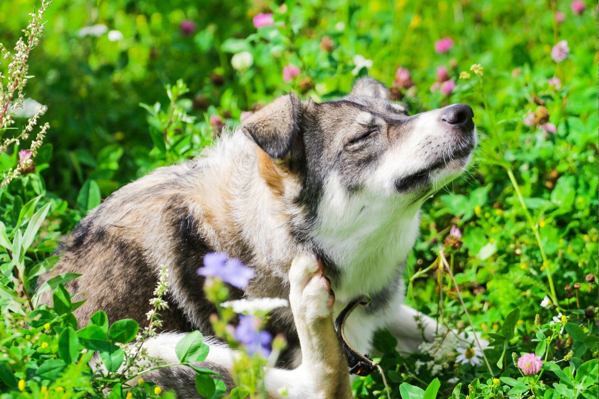 Total Parasite Protection for Dogs: Why NexGard PLUS Is a Game-Changer