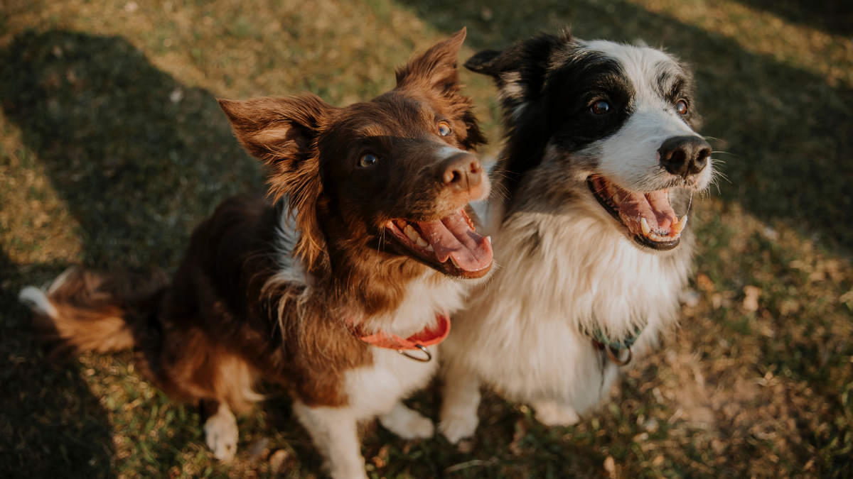 How Dogs Communicate: Understanding Body Language, Sounds, and Behavior