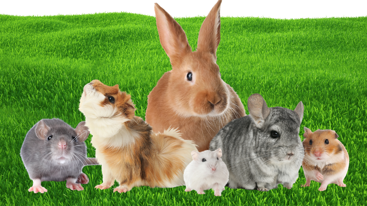 Hamsters, Guinea Pigs, Rabbits, and Gerbils: What Makes Each Small Pet Different?