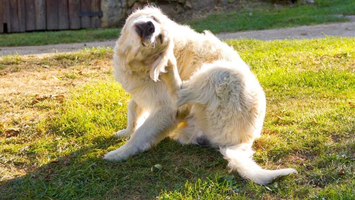 Best Flea and Tick Prevention for Dogs: How to Choose the Right Protection for Every Season