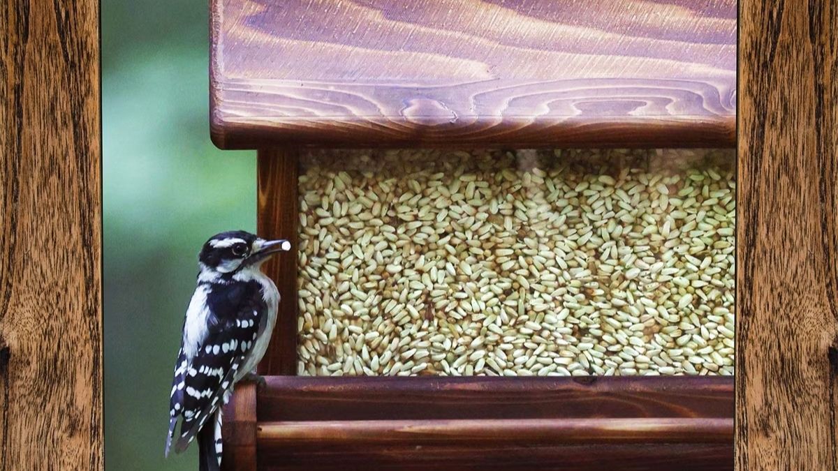 Morning Song Safflower Seed Wild Bird Food: High-Energy Choice for Cardinals and Backyard Birds