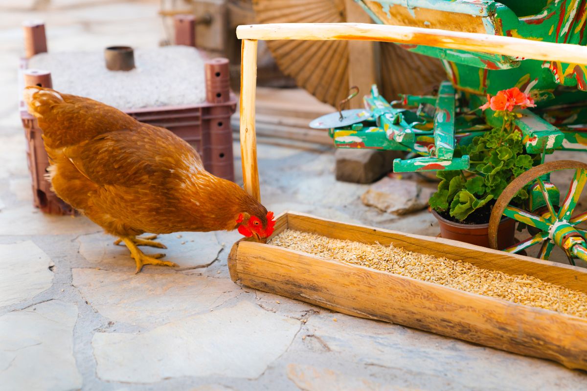 Save Up to $5 on Feed Bags at Chewy: Limited-Time Farm & Livestock Deals