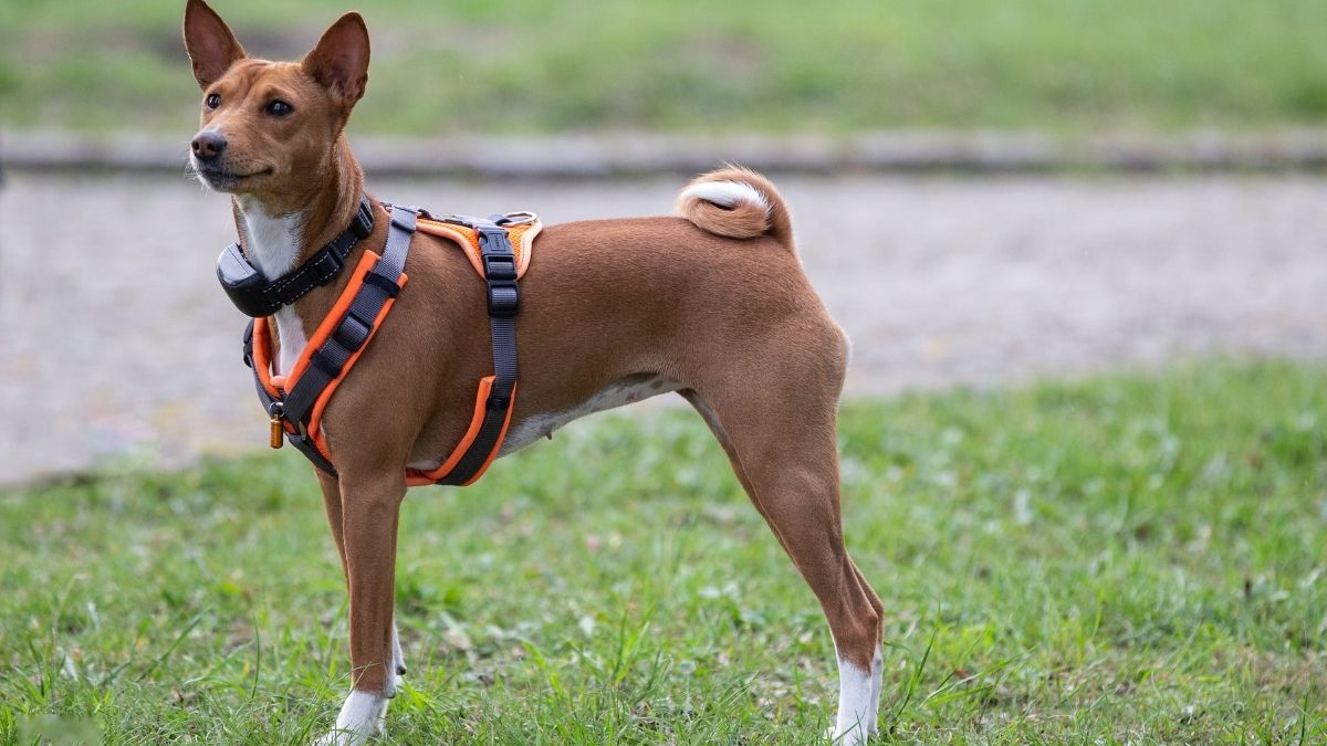 Best Dog Harnesses for No-Pull Training: Top Features to Look for Before You Buy